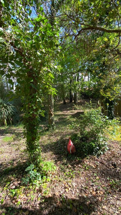 Le Petit Poulailler Au Beau Milieu Des Pins Villa Lacanau Bagian luar foto