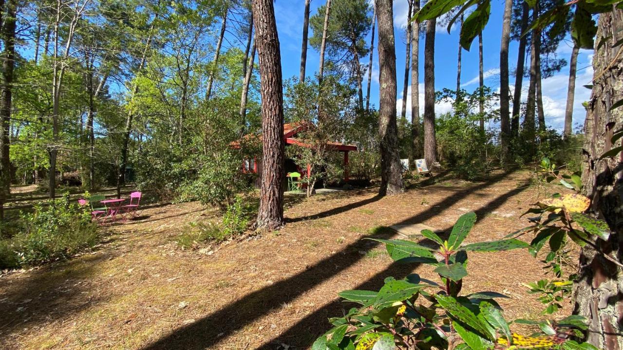 Le Petit Poulailler Au Beau Milieu Des Pins Villa Lacanau Bagian luar foto